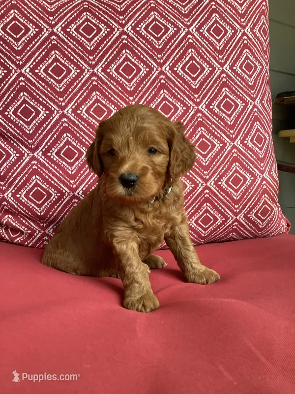 Rex – Miniature Goldendoodle puppy for sale in Coeur d'Alene, ID