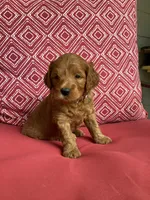 Rex, a male Miniature Goldendoodle for sale in Coeur d'Alene, ID – 1 of 1