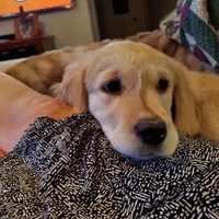 Kelly, a female Golden Retriever for sale in Coeur d'Alene, ID – 6 of 8