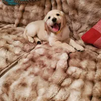Kelly, a female Golden Retriever for sale in Coeur d'Alene, ID – 5 of 8
