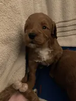 Ralph, a male Miniature Goldendoodle for sale in Coeur d'Alene, ID – 3 of 4