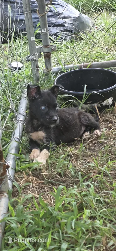 Midnight – Siberian Husky, American Pit Bull Terrier puppy for sale in Salters, SC