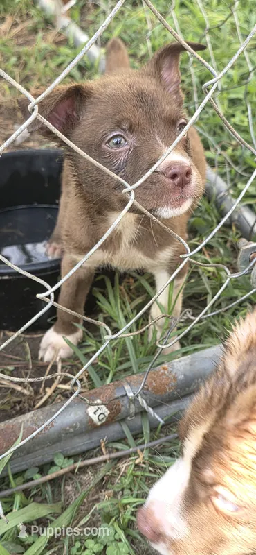 Angel – Siberian Husky, American Pit Bull Terrier puppy for sale in Salters, SC