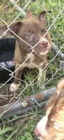 Angel, a female Siberian Husky and American Pit Bull Terrier for sale in Salters, SC – 1 of 1