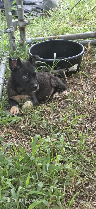 Midnight – Siberian Husky, American Pit Bull Terrier puppy for sale in Salters, SC