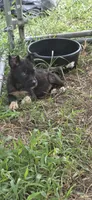 Midnight, a female Siberian Husky and American Pit Bull Terrier for sale in Salters, SC – 1 of 3