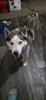 Midnight, a female Siberian Husky and American Pit Bull Terrier for sale in Salters, SC – 2 of 3