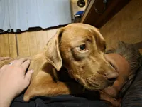 Midnight, a female Siberian Husky and American Pit Bull Terrier for sale in Salters, SC – 3 of 3