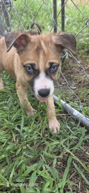 Blue – Siberian Husky, American Pit Bull Terrier puppy for sale in Salters, SC