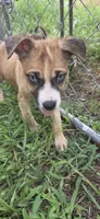 Blue, a female Siberian Husky and American Pit Bull Terrier for sale in Salters, SC – 3 of 4