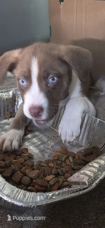 Chevy – Siberian Husky, American Pit Bull Terrier puppy for sale in Salters, SC