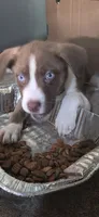 Chevy, a male Siberian Husky and American Pit Bull Terrier for sale in Salters, SC – 1 of 2