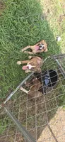Blue, a female Siberian Husky and American Pit Bull Terrier for sale in Salters, SC – 4 of 4