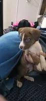 Chevy, a male Siberian Husky and American Pit Bull Terrier for sale in Salters, SC – 2 of 2