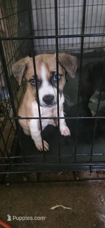 Blue – Siberian Husky, American Pit Bull Terrier puppy for sale in Salters, SC
