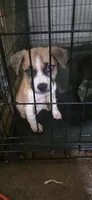 Blue, a female Siberian Husky and American Pit Bull Terrier for sale in Salters, SC – 1 of 4