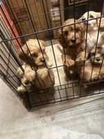 Cockapoo, a male Cockapoo and Poodle - Toy  for sale in Ontario, CA – 3 of 8