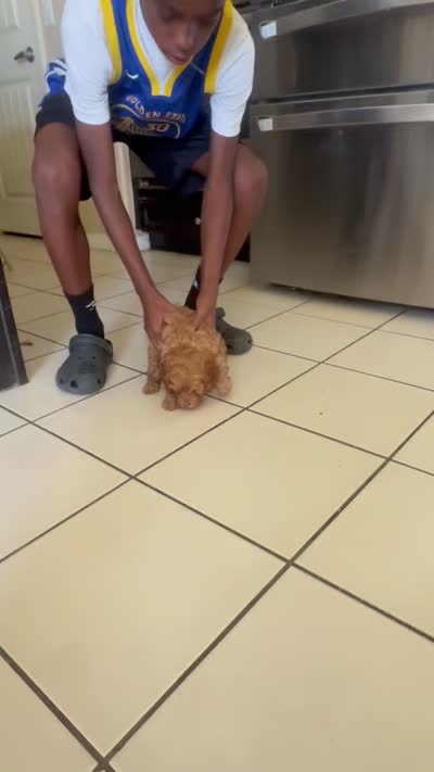Cockerpoo, a female Cockapoo for sale in Rancho Cucamonga, CA – 4 of 4