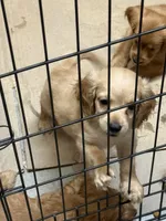 Cockapoo, a male Cockapoo and Poodle - Toy  for sale in Ontario, CA – 2 of 8