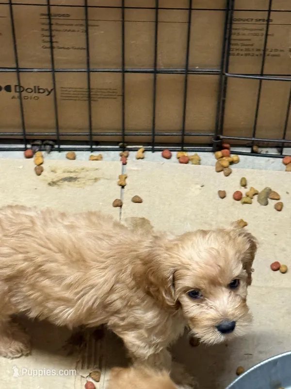Cockapoo – Cockapoo, Poodle - Toy  puppy for sale in Ontario, CA