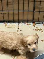 Cockapoo, a male Cockapoo and Poodle - Toy  for sale in Ontario, CA – 1 of 8