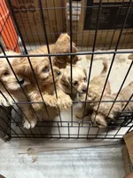 Cockapoo, a male Cockapoo and Poodle - Toy  for sale in Ontario, CA – 5 of 8