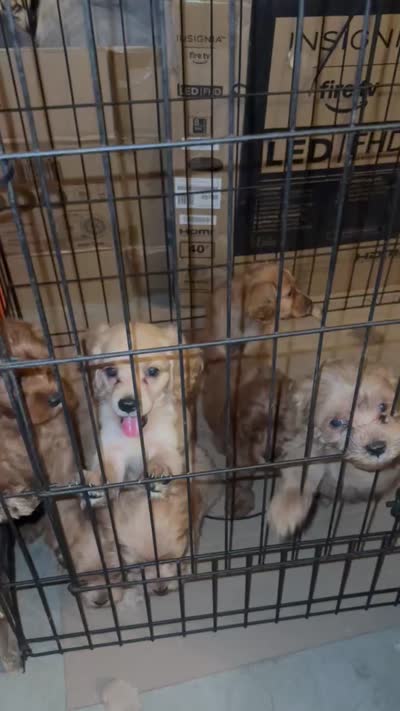 Cockapoo, a male Cockapoo and Poodle - Toy  for sale in Ontario, CA – 8 of 8