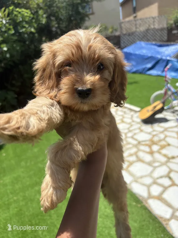 Cockerpoo – Cockapoo puppy for sale in Rancho Cucamonga, CA