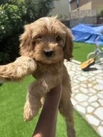Cockerpoo, a female Cockapoo for sale in Rancho Cucamonga, CA – 1 of 4