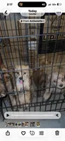 Cockapoo, a male Cockapoo and Poodle - Toy  for sale in Ontario, CA – 7 of 8