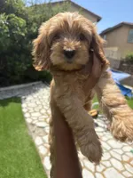 Cockerpoo, a female Cockapoo for sale in Rancho Cucamonga, CA – 3 of 4