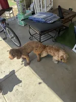 Cockapoo, a male Cockapoo and Poodle - Toy  for sale in Ontario, CA – 6 of 8