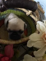 Peanut, a male Pug for sale in Churubusco, IN – 5 of 8