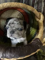 Copper , a female Pug for sale in Churubusco, IN – 2 of 10