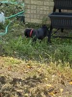 Manee, a male Pug for sale in Churubusco, IN – 4 of 10