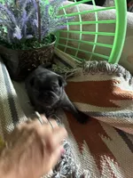 Manee, a male Pug for sale in Churubusco, IN – 2 of 3