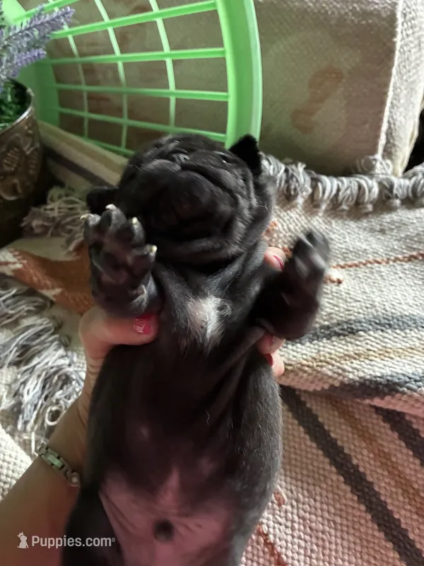 Manee, a male Pug for sale in Churubusco, IN – 1 of 3