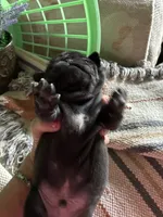 Manee, a male Pug for sale in Churubusco, IN – 1 of 3