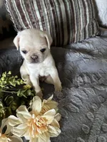Chowder, a male Pug for sale in Churubusco, IN – 9 of 10