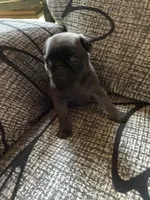 Bridgette, a female Pug for sale in Churubusco, IN – 2 of 3