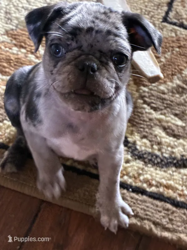  Bluey  – Pug puppy for sale in Churubusco, IN