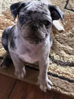  Bluey , a female Pug for sale in Churubusco, IN – 2 of 10