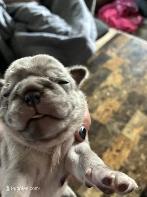 4 – Pug puppy for sale in Churubusco, IN