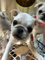 Oscar, a male Pug for sale in Churubusco, IN – 8 of 8
