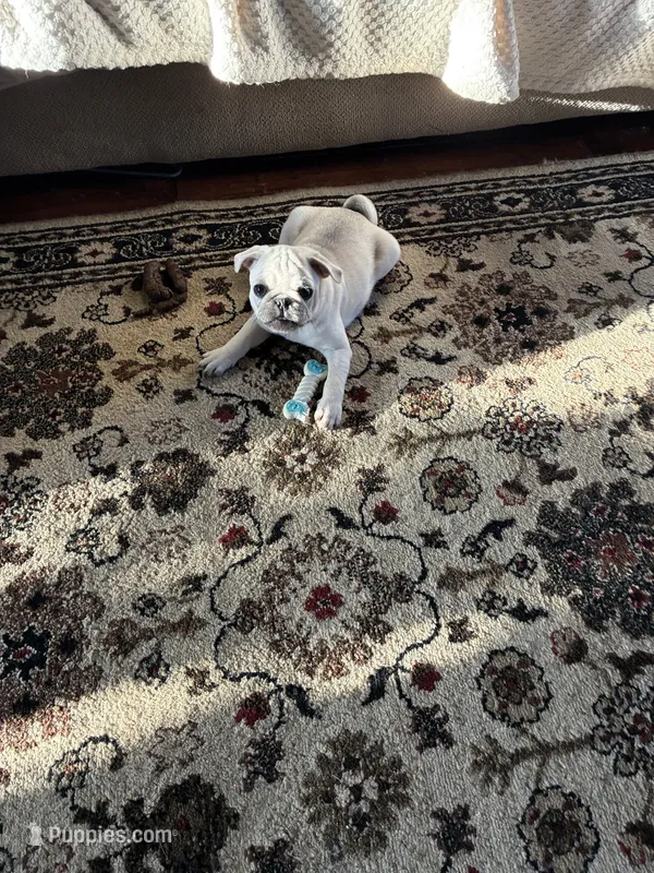 Oscar – Pug puppy for sale in Churubusco, IN