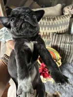 Tuxedo AKA Tux, a female Pug for sale in Churubusco, IN – 2 of 4