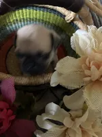 Peanut, a male Pug for sale in Churubusco, IN – 4 of 8
