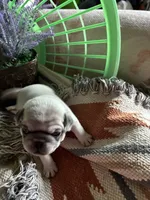 Oscar, a male Pug for sale in Churubusco, IN – 3 of 6