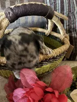 Copper , a female Pug for sale in Churubusco, IN – 7 of 10