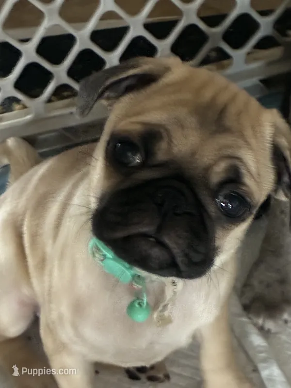 Goldie – Pug puppy for sale in Churubusco, IN